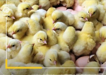 زيادة تاريخية.. سعر الكتكوت الواحد يصل لـ 15 جنيهًا