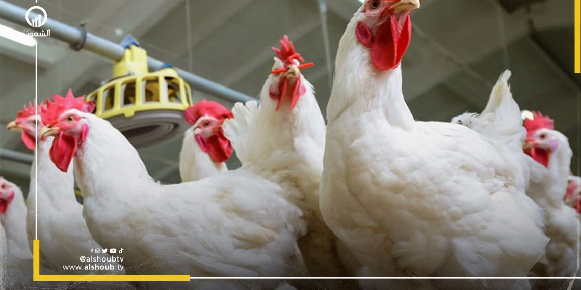 ارتفاع أسعار الأعلاف