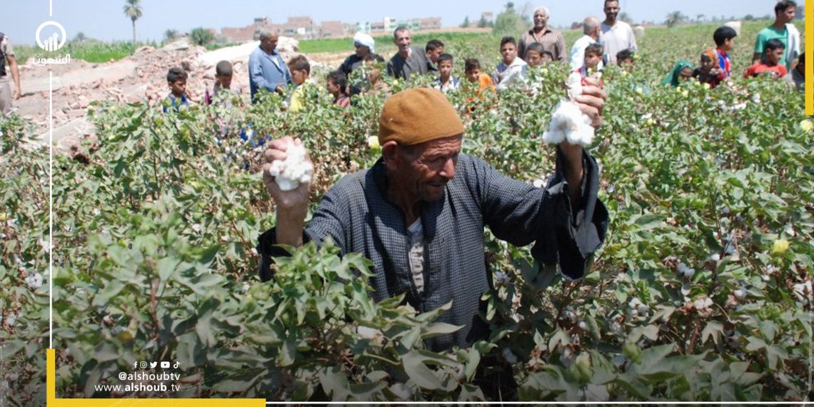 فلاح القطن المصري