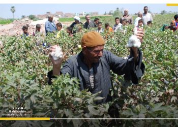 فلاح القطن المصري